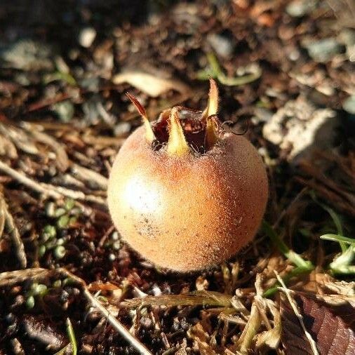 Crataegus germanica Ovoce