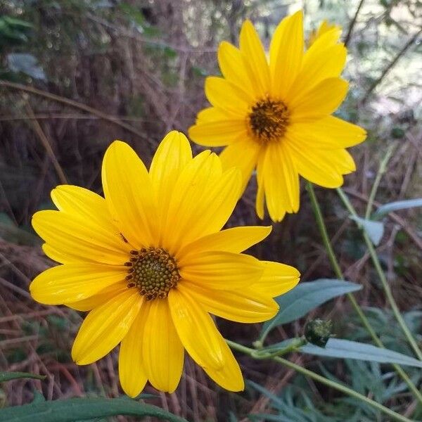 Helianthus tuberosus Flower