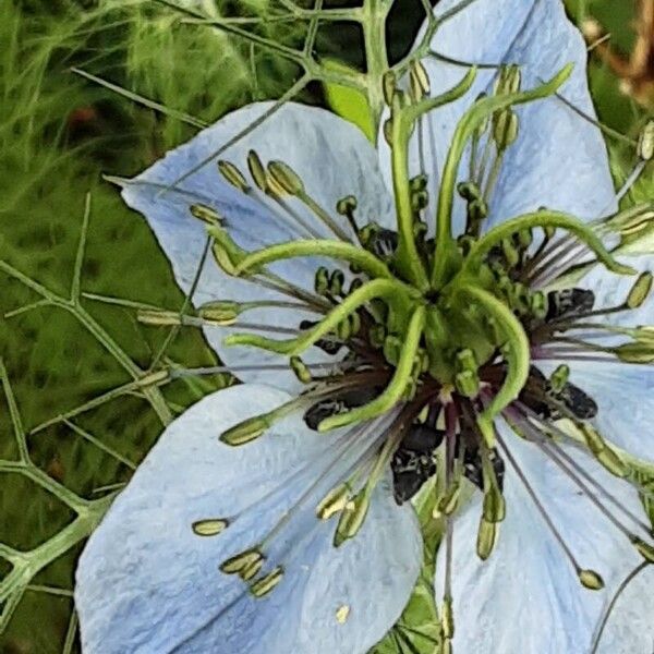 Nigella damascena Blomst