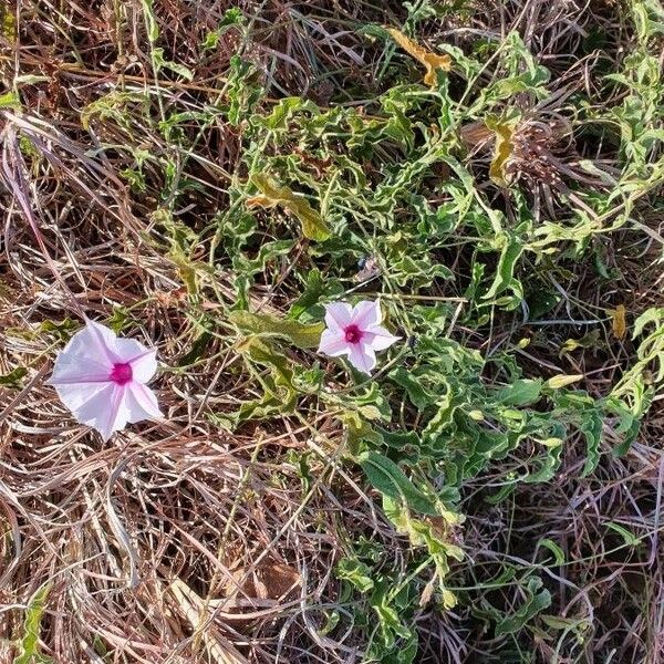 Ipomoea mombassana Цветок