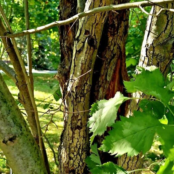 Crataegus coccinea Kabuk