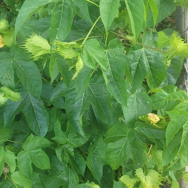 Gossypium hirsutum Leaf