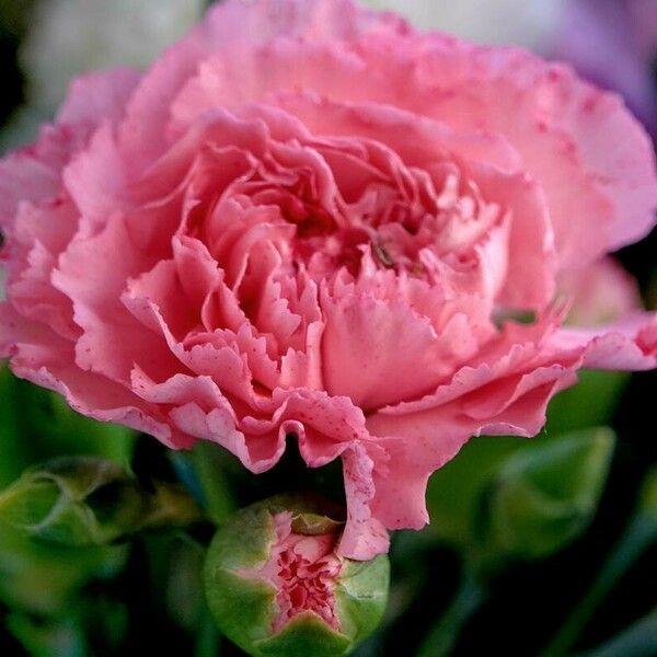 Dianthus caryophyllus 花