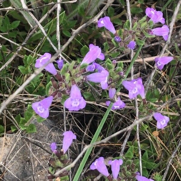 Clinopodium alpinum Цвят