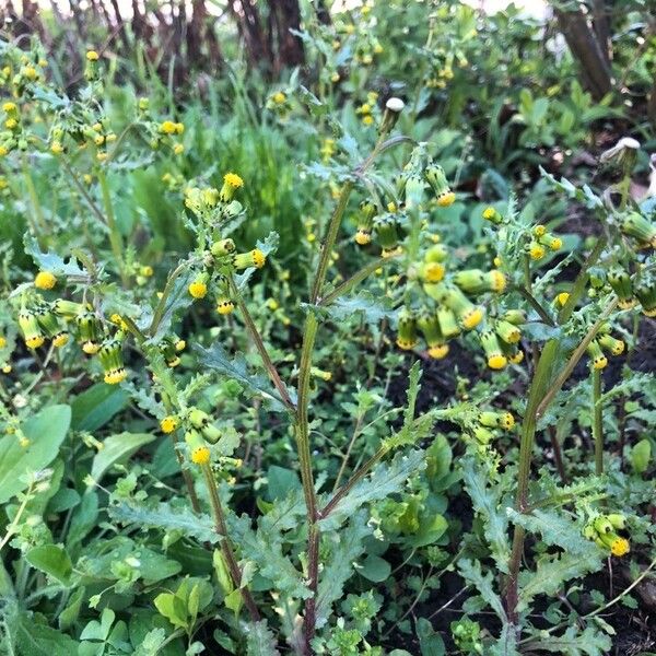 Senecio vulgaris Fleur