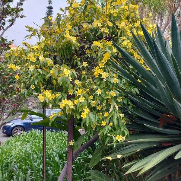 Gelsemium sempervirens Агульны выгляд