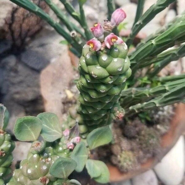 Euphorbia ritchiei Blad