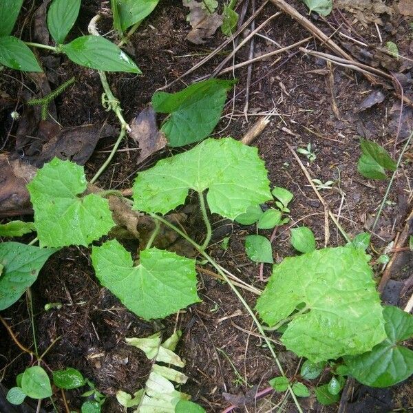 Melothria sphaerocarpa Celota