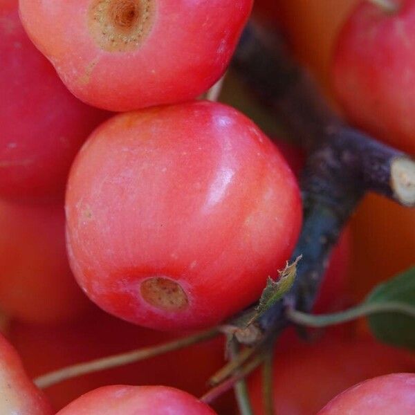 Malus baccata موطن