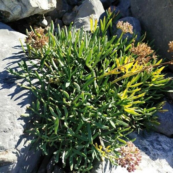 Crithmum maritimum পাতা