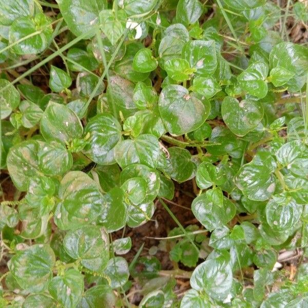 Peperomia pellucida Folha