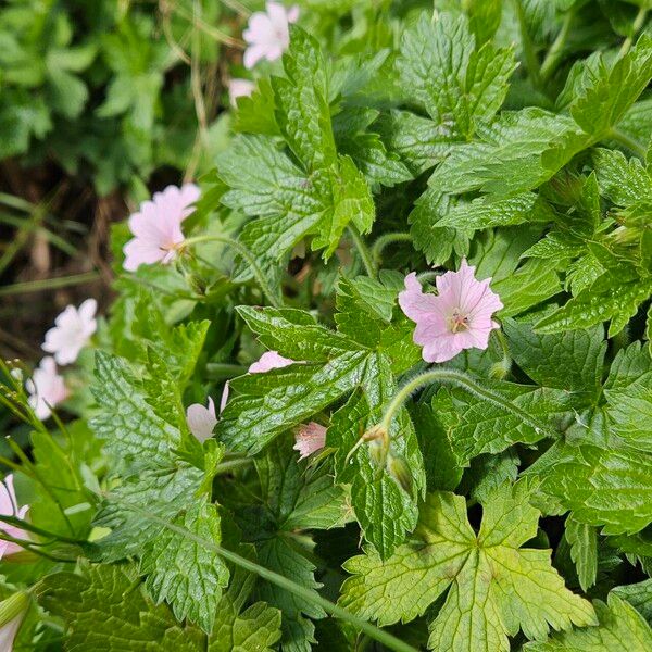 Geranium endressii Кветка