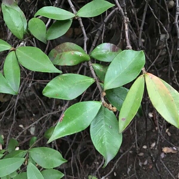 Ligustrum sinense Ліст