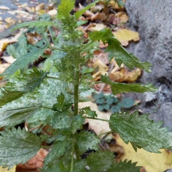 Urtica urens Kvet