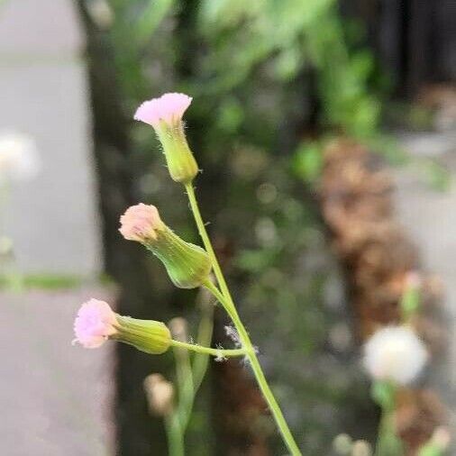 Emilia sonchifolia Virág