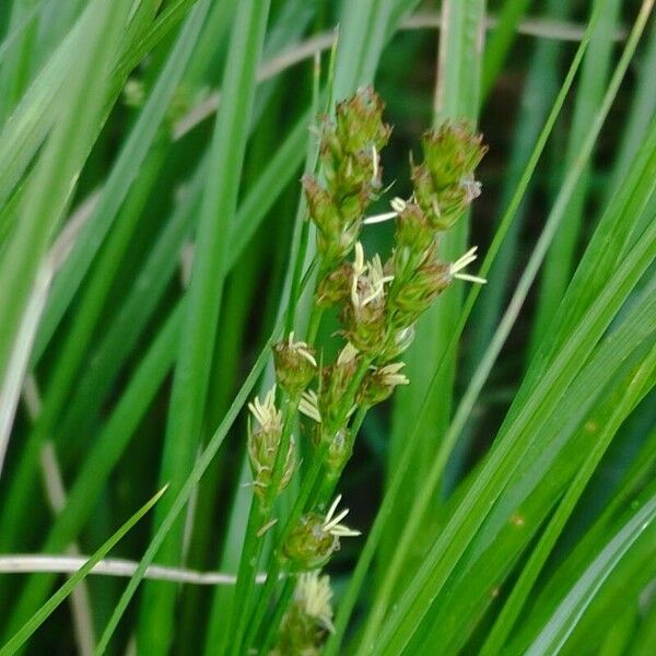 Carex leersii Blomma