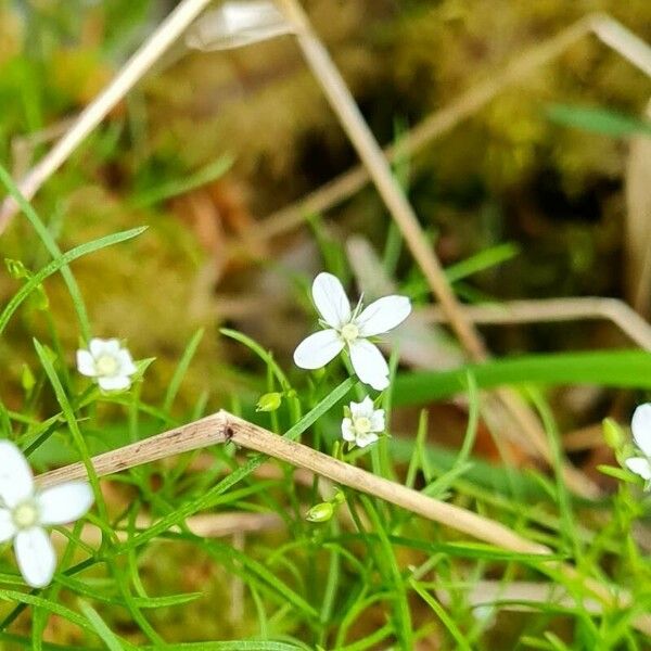 Moehringia muscosa Цвят