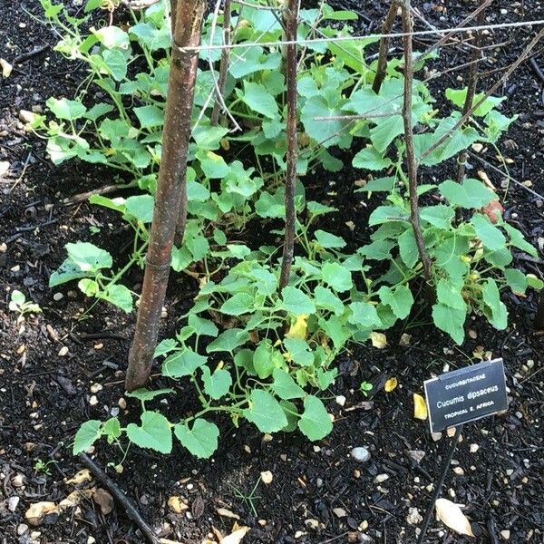 Cucumis dipsaceus Leaf