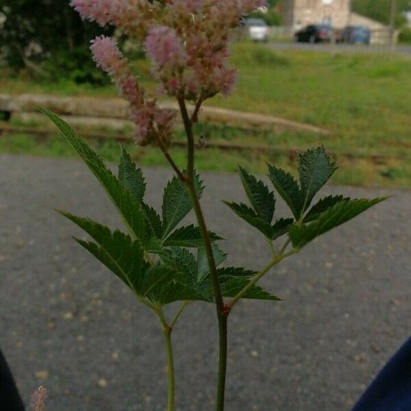 Astilbe japonica Õis