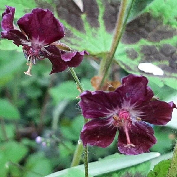 Geranium phaeum फूल