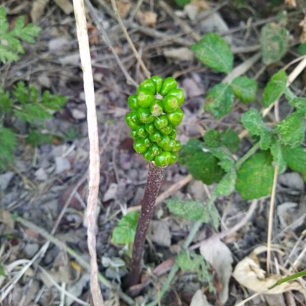 Arum italicum Plod