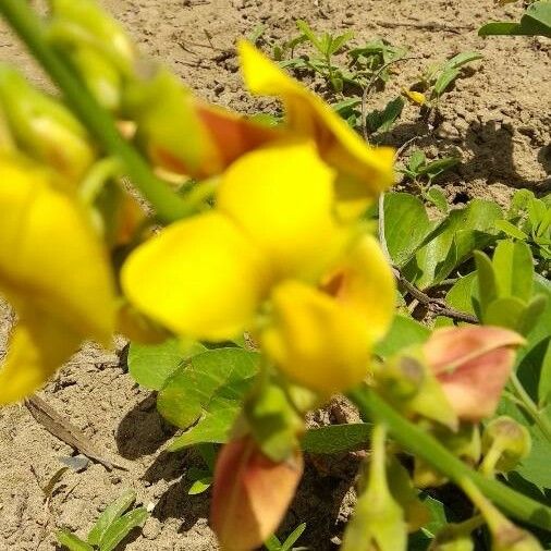 Crotalaria retusa Flower