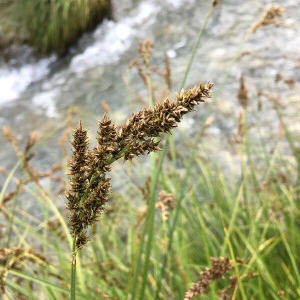 Carex paniculata 花