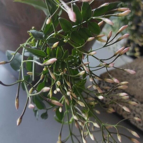 Jasminum officinale Flower