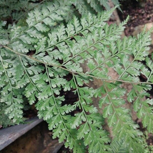 Rumohra adiantiformis Leaf