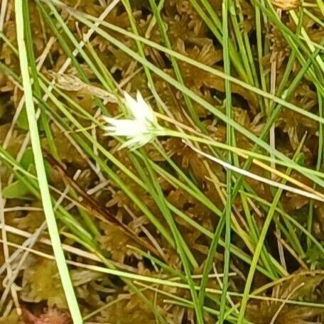 Rhynchospora alba Flower