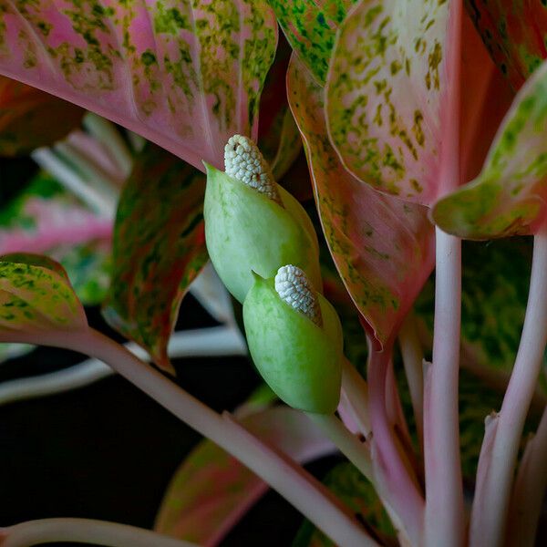 Aglaonema commutatum ফুল