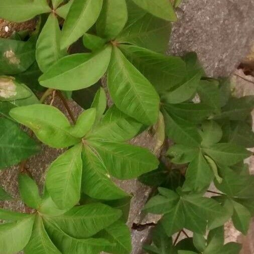 Ipomoea cairica Habit