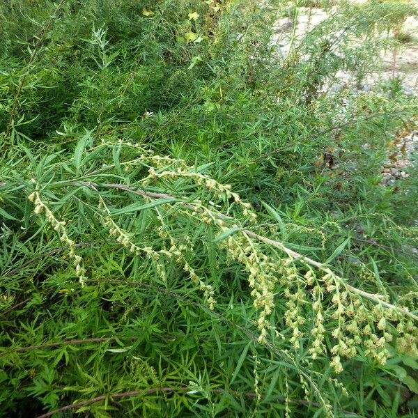 Artemisia verlotiorum Habit