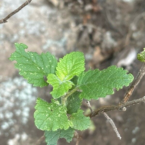 Bystropogon canariensis Blad