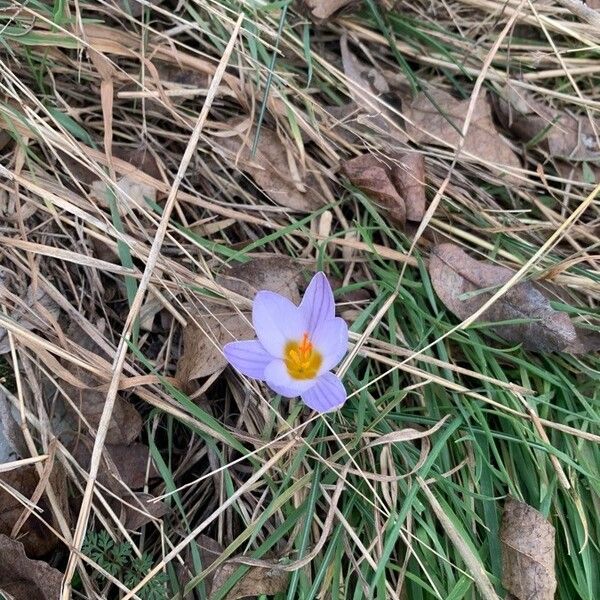 Crocus versicolor Квітка