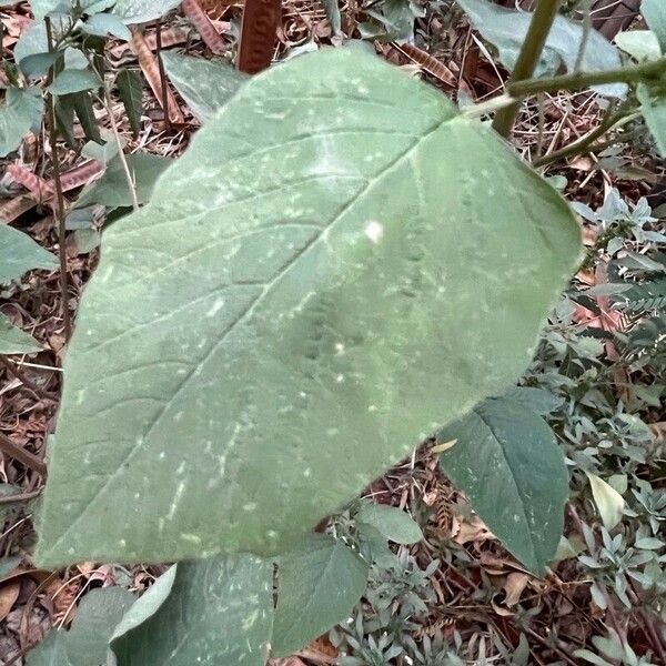 Amaranthus viridis Folha