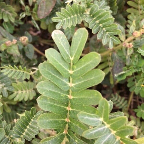 Tribulus cistoides List