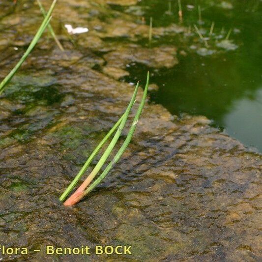 Juncus heterophyllus Elinympäristö