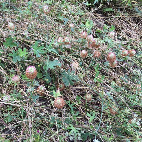 Trifolium vesiculosum Habitus