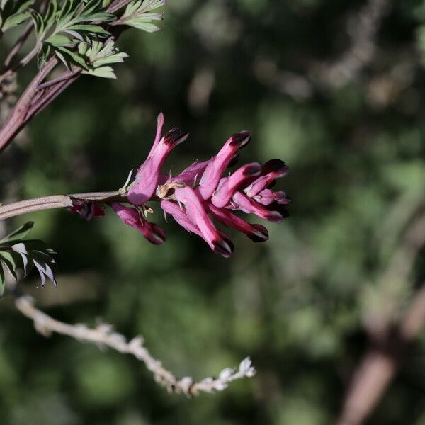 Fumaria officinalis Flor