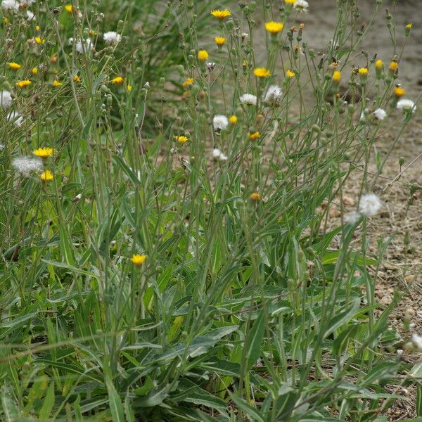 Sonchus maritimus Natur