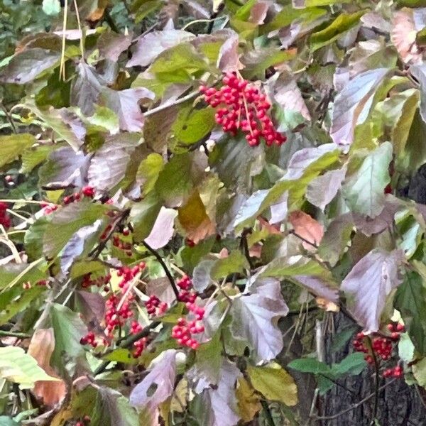 Viburnum dilatatum Blad