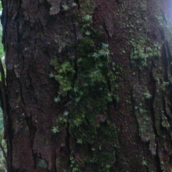 Vantanea guianensis Kéreg