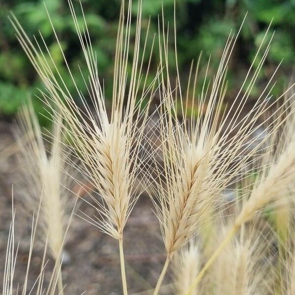 Hordeum murinum Fruit