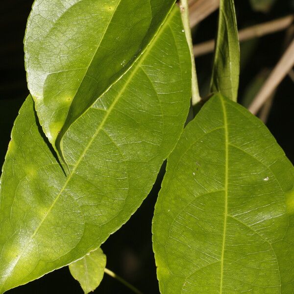 Amanoa guianensis Feuille