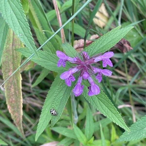 Stachys palustris Flor