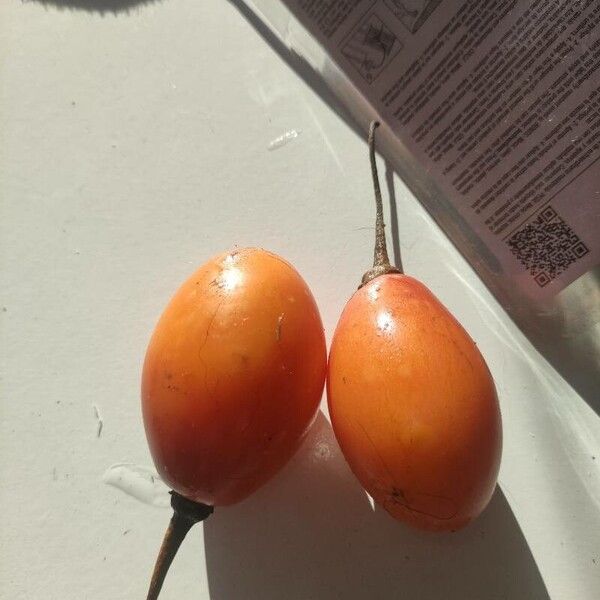 Solanum betaceum Ffrwyth