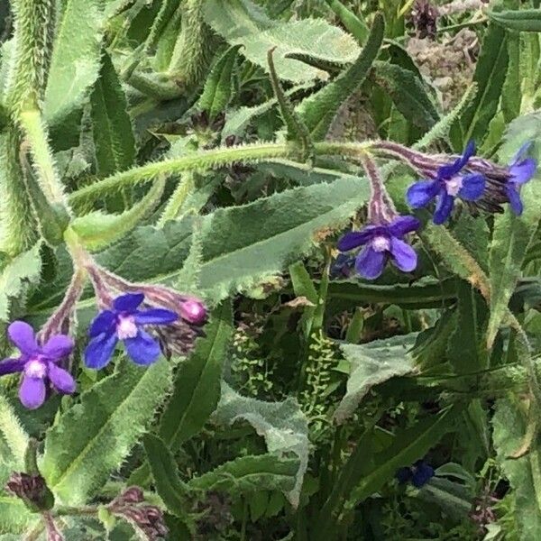 Anchusa azurea Blomma