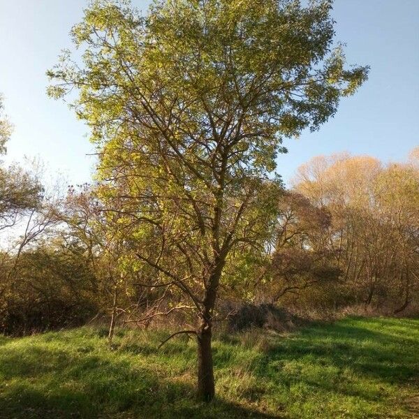 Fraxinus angustifolia Hábito