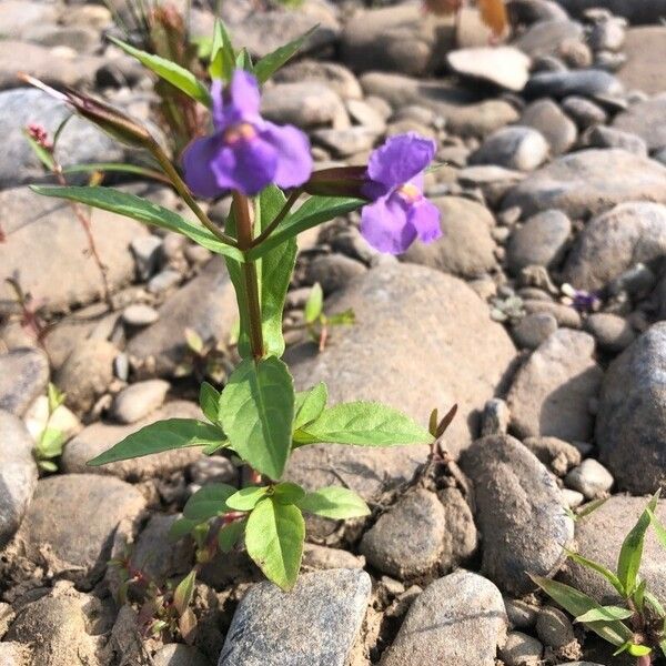 Mimulus ringens Blodyn